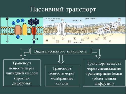 Виды пассивного транспорта веществ через мембрану​