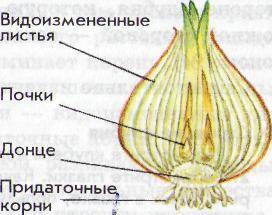 1)расмотрите внешнее строение луковецы.какое значение имеют сухие чешуи? 2)разрежьте луковицу.зарису