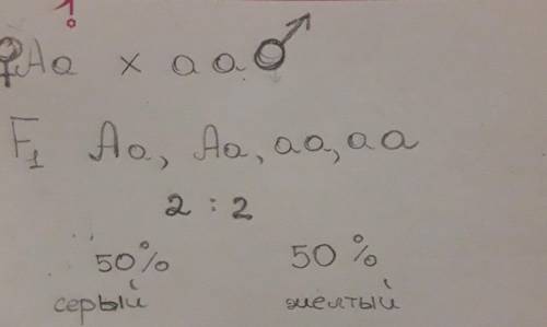 Какое потомство получится от скрещивания гетерозиготной серой дрозофилы с жёлтым самцом, если извест