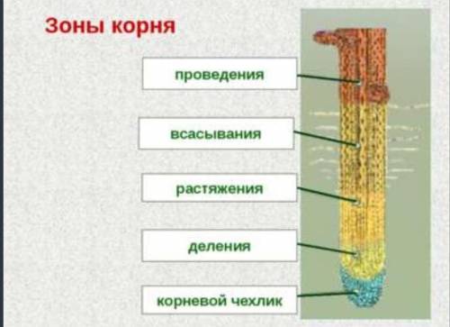 Зона всасывания находится: 1далеко от кончика корня2вблизи кончика корня только у крупных корней 3вб