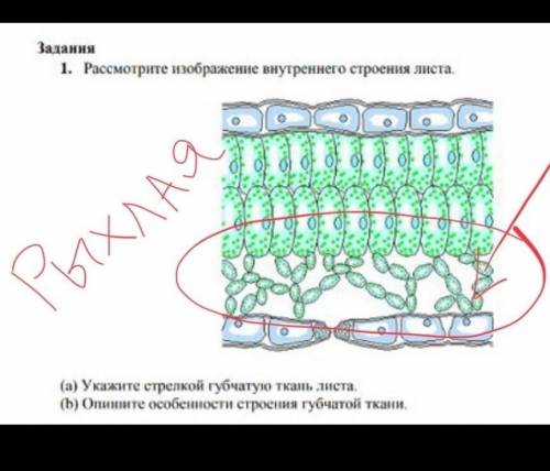 1. рассмотрите изображение внутреннего строения листа. (a) укажите стрелкой губчатую ткань листа. (b