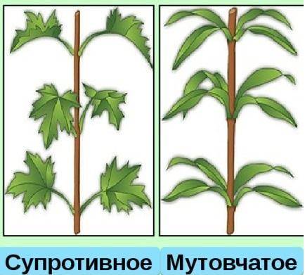 Что такое расположение и мутовчатое расположение