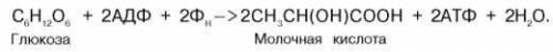Сколько нужно глюкозы, чтобы образовалось 738 молекул атф у организма анаэроба