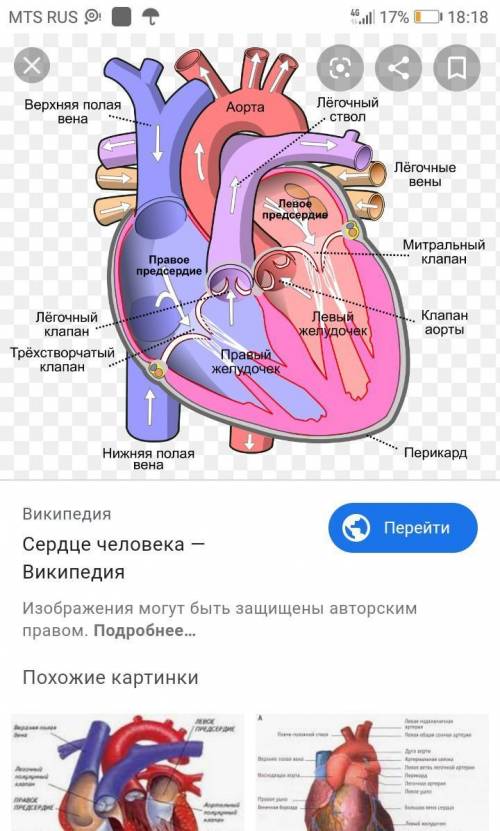 Подпишите названия частей 8 класс ! 15