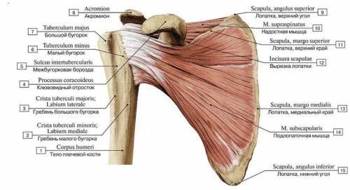 Какая мышцы прикрепляется к нижнему краю лопатки​