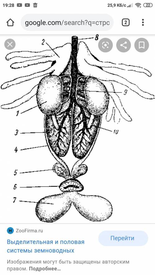 Строение половой системы у земноводных​
