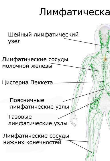 Скажите ! строение лимфатической системы​