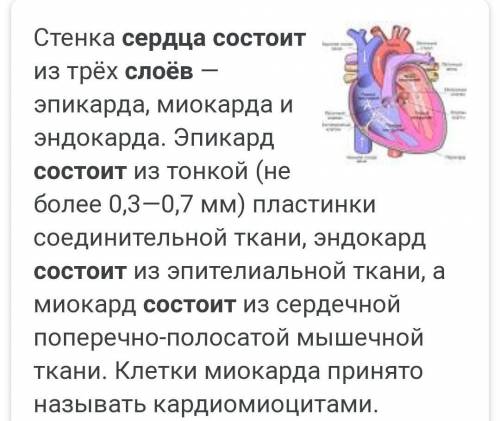 Наружный слой сердца состоит из а)соединительной ткани б) мышечной ткани в) эпителиальной г) нервной