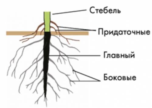 Нарисовать корень любого растения и обозначить где что находится.