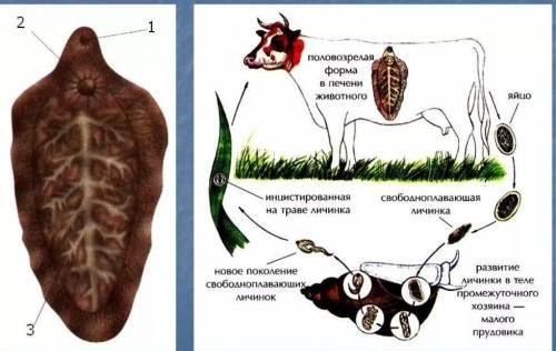 Где происходит развитие личинки печеночного сосальщика
