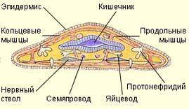 Рассмотри рисунок. Определи, что обозначено цифрой 7: . Установи систему органов, которой принадлежи