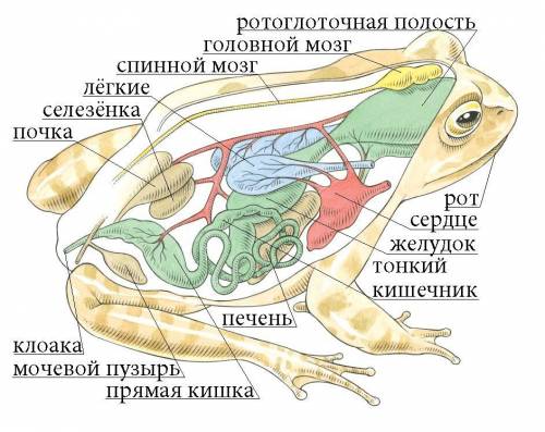 с внутренним строением лягушки​