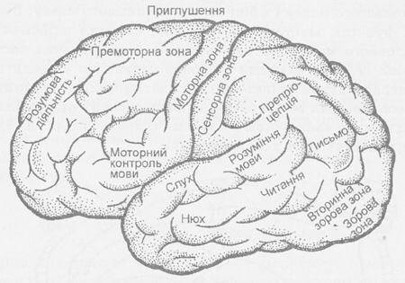 Яка будова кори великих півкуль?