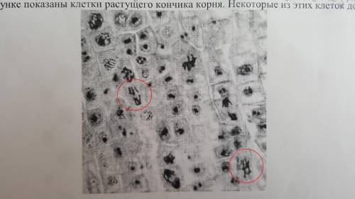 ОТВЕТЬЕ КТО НИБУДЬ! НА РИСУНКЕ ОБВЕДИТЕ ОДНУ, В КОТОРОЙ ПРОИСХОДИТ РАСХОЖДЕНИЕ ДОЧЕРНИХ ХРОМОСОМ