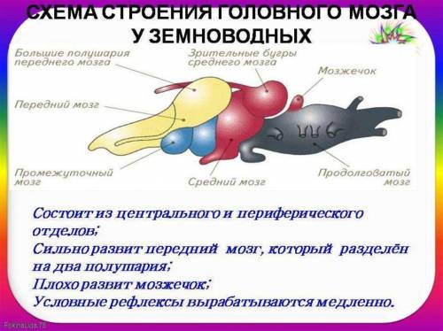 Какие изменения строения нервной системы земноводных связи с их выходом на сушу? что отмечено на рис