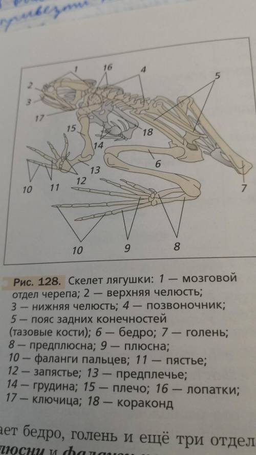 1.Подпиши кости скелета лягушки