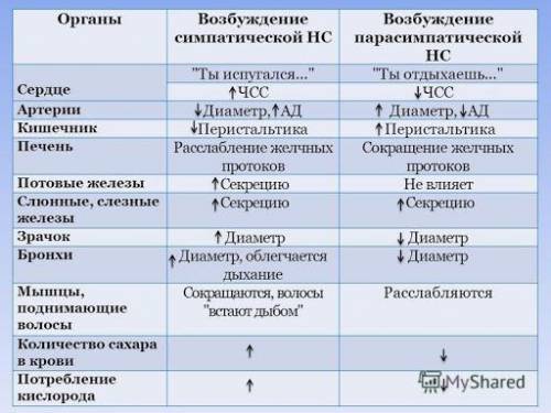 Влияние парасимпатической и симпатичнской н.с. На функции: печень, потовые железы