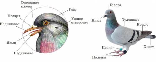 На этой во ответьте умоляю вас