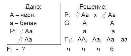 У морских свинок чёрная окраска шерсти доминирует над белой. Скрестили двух гетерозиготных самца и с