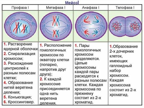 сделать таблицу по фазам мейоза​