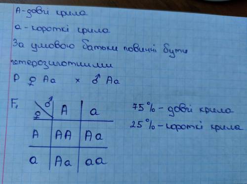 У комах ген довгих крил домінує над геном коротких крил. якими буде перше покоління F1 якщо схрещува