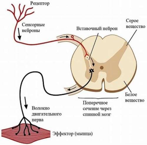 Подпишите компоненты рефлекторной дуги спинномозгового рефлекса (например, отдёргивание руки от горя