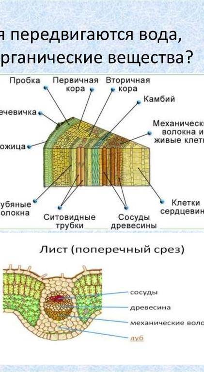 1. По какой части стебля проходят вода и миненые соли от корней к листьям?2. В каком органе растения