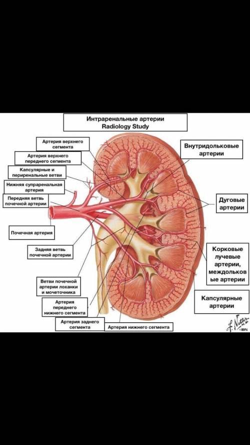 Какие поля различают в почке?