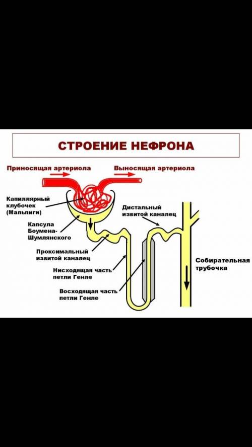 Какие поля различают в почке?