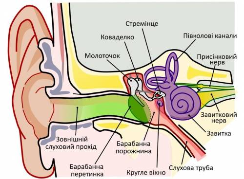 Як звукові коливання перетворюються на нервові імпульси в органі слуху?