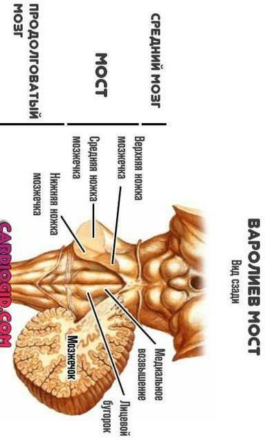 Мист звязуй миж собою а)спиний и довгастий мозок б)довгастий и средний мозок в)средний и промижний м