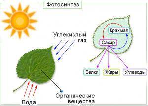 Как свет влияет на рост растений?