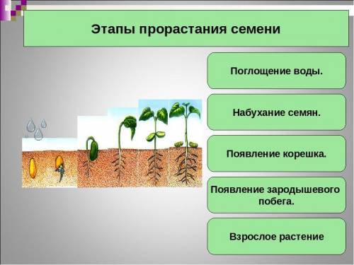 Расставьте этапы прорастания семени в правильном порядке. Прорастание корешка Растворение питательны