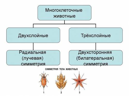 3. Каких двухслойных животных вы знаете, и почему они называются двухслойными? 4. Все остальные жив