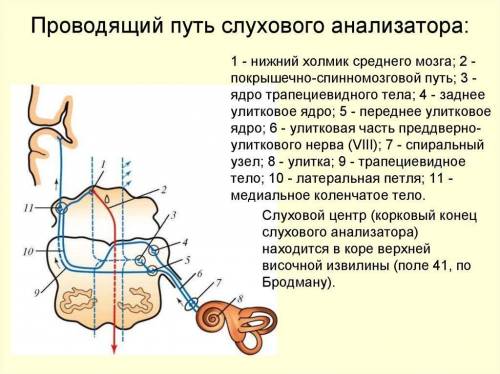 1. Напишите последовательность проводящего пути слухового анализатора