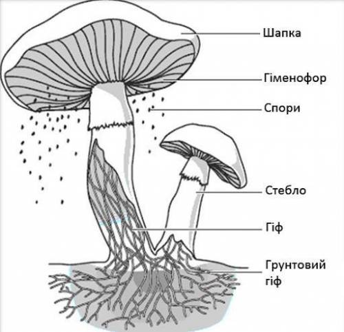 Шчого складаються тило багатоклитынных грыбив​