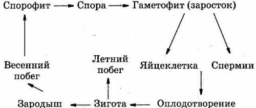 Ребят, решите вставьте пропуски в схеме!