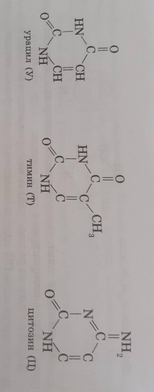 Сколько атомов азота содержится в урациле, тимине, цитозине? Производными каких соединений они являю