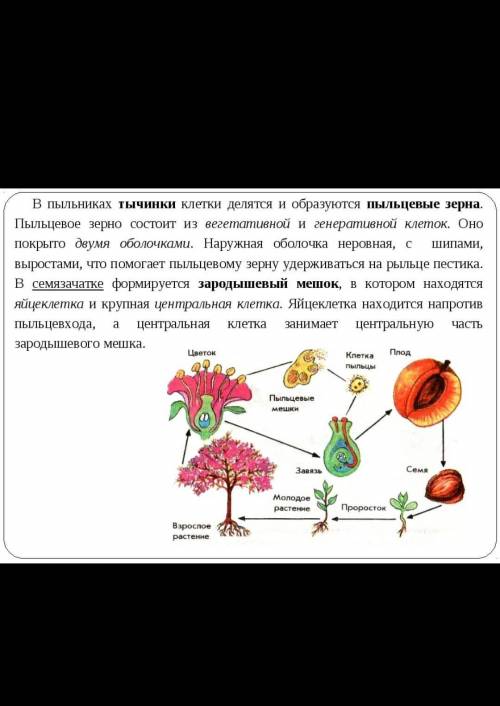 4. Составьте схему развития покрытосеменных растений, используя термины: 1. Семя 2. Завязь 3. Сем