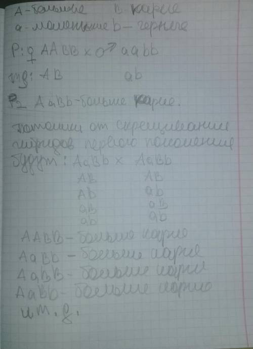 У коров ген, определяющий большие глаза доминирует над геном, определяющим маленькие глаза. А ген,