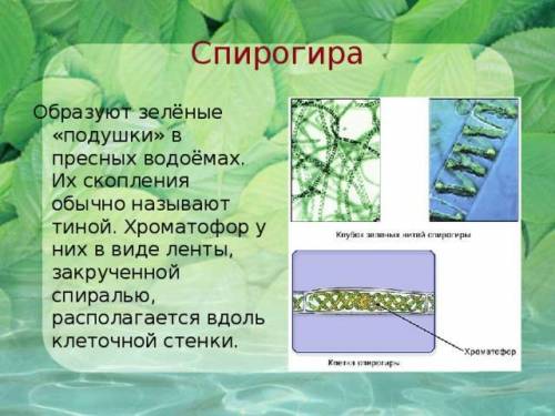 Как называют зелёную водоросль, в которой хроматофоры представлены в виде спирально закрученных лент