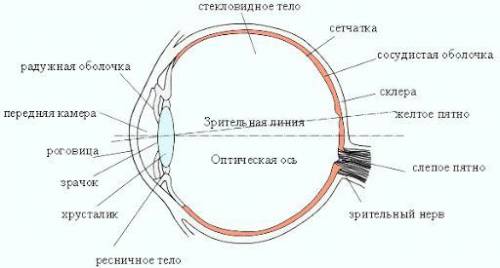 Строение глазаНазовите элементы строение глаза ,особенно на 10.