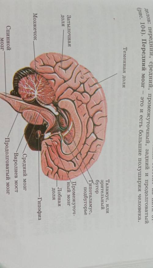 Строение головного мозга и значение каждого отдела! (Как можно кратко и информативно)