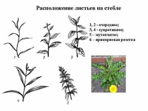 Какие части листка и какое расположение листков бывает