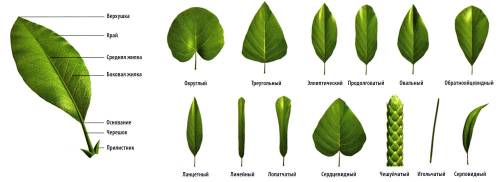Какие части листка и какое расположение листков бывает