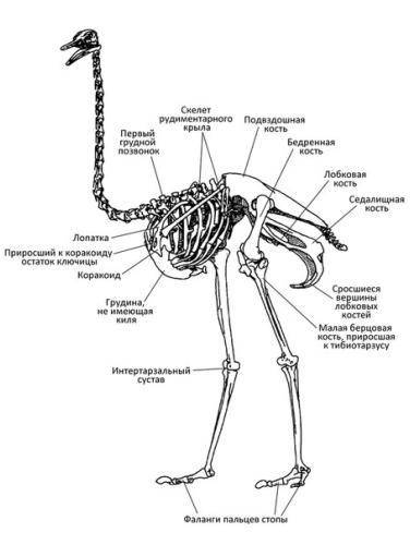 Здравствуйте! У меня большая назовите отделы тела отряда Страусообразных. На подобии - голова, туло