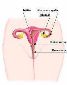 строение половых органов женщины