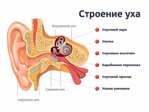 Строение уха человека