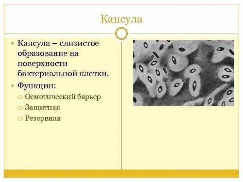 12.Защитными при бактериальной клетки являютсяА. Клеточная стенкаВ. ЖгутикиБ. Ворсинки Г. Капсула ​