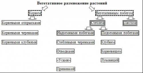 Начертите схему вегетативного размножения